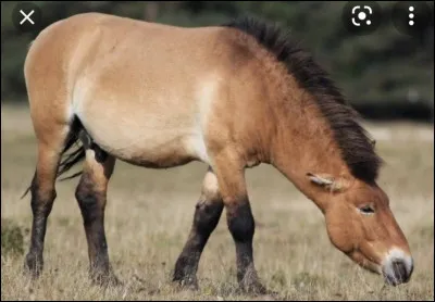 Que peut-on dire du cheval ?