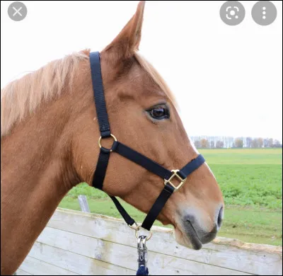 Quelles sont les différentes parties du licol ?