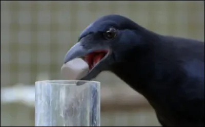 Quel est l'oiseau le plus intelligent ?