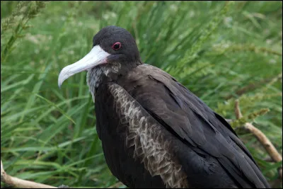 Quel attribut possède le mâle frégate par rapport à la femelle ?