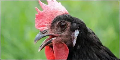 De qui les oiseaux sont-ils les descendants ?