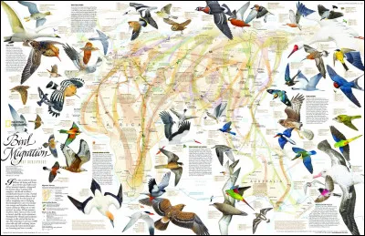 Quels oiseaux font la plus grande migration ?