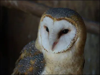 Comment se nomme cette chouette ?