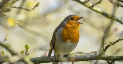 Quel oiseau peut reproduire des sons comme un téléphone qui sonne ou autres bruits ?