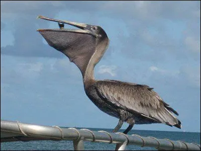 À quoi sert la poche du pélican ?