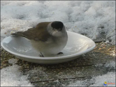 Quel est le plus petit oiseau ?