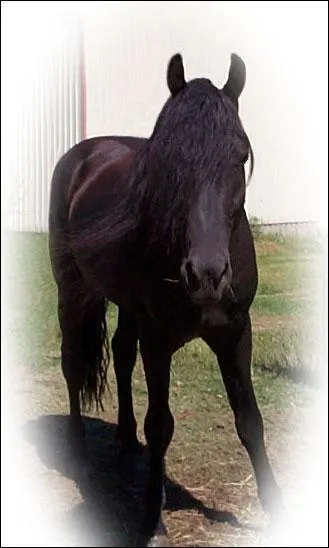 Quel rgime alimentaire ai-je ?