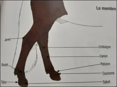 On appelle "membres antérieurs" les pattes arrières du cheval (ou poney) ?