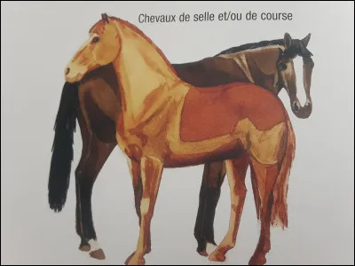 Quelle race parmi celles-ci n’est pas celle d’un cheval ?