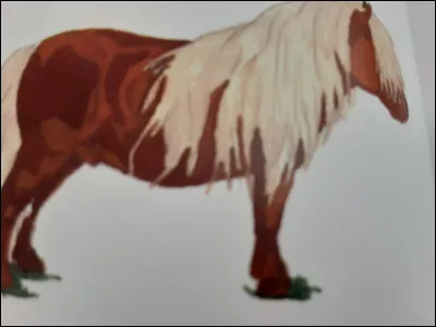 Tous ces poneys ne sont pas français sauf :