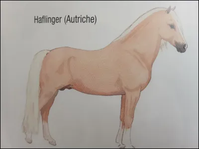 Un poney peut-il mesurer plus d'1,48 m ?