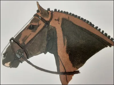 Ce cheval porte une :