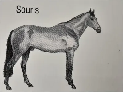 La robe "gris souris" fait partie de la famille des bais.