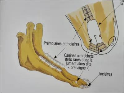 Où se place le mors dans la bouche ?