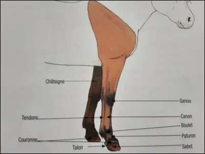 On appelle "membres antérieurs" les pattes avant du cheval (ou poney) ?