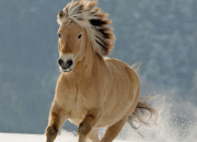 Quiz Race de cheval : le fjord