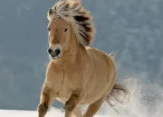 Quiz Race de cheval : le fjord