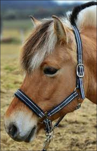 Où le trouve-t-on ?