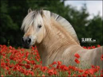 Quelles robes a-t-il ?