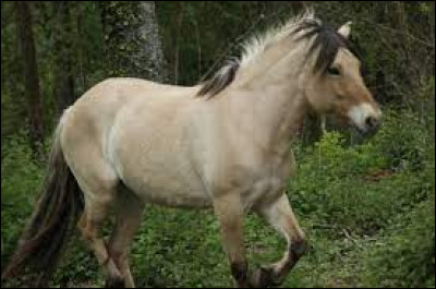 Quel est son caractère ?