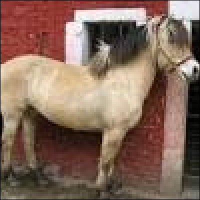 Le fjord peut être de la robe "café au lait".