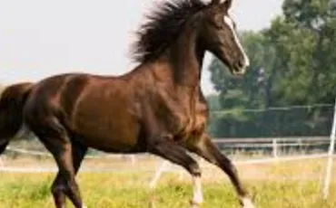 Quiz Galop 1