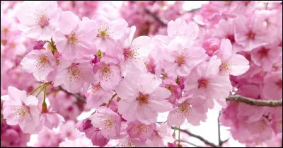 Aimes-tu les séries romantiques ?