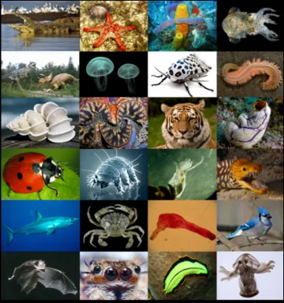 Quel animal préfères-tu ?