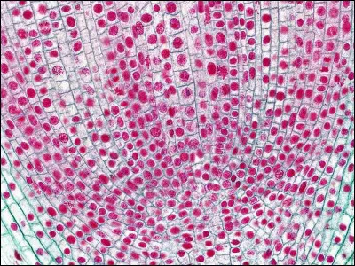 Sciences : Quel est l'organe que tous les êtres vivants possèdent en milliers d'exemplaires ?