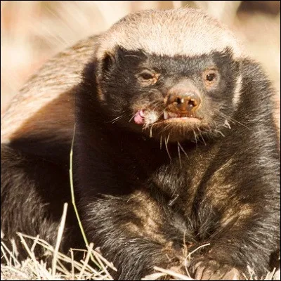 &Agrave; quelle famille de carnivores appartiennent les zorilles et les ratels ?