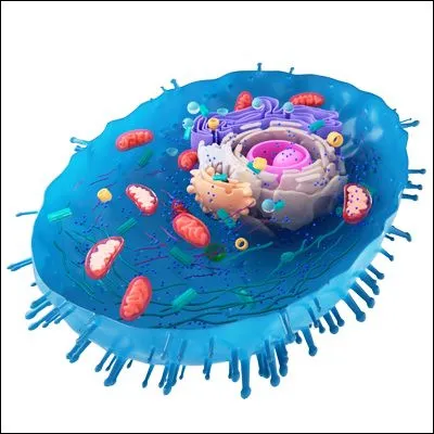 Quelles mol&eacute;cules biologiques sont synth&eacute;tis&eacute;es dans les ribosomes, des &eacute;l&eacute;ments des cellules ?