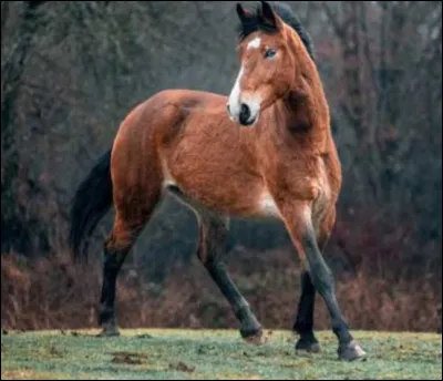 Cite 1 chose qu'il ne faut pas faire près d'un cheval ?