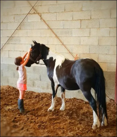 Que doit-on prendre pour aller chercher un cheval dans son box ou dans le pré ?
