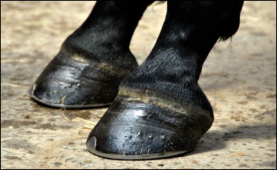 Comment s'appellent les pieds du cheval ?