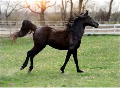 Quelles sont les 3 principales allures ?