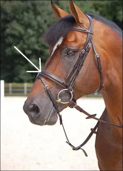 Comment s'appelle cette partie du filet ?