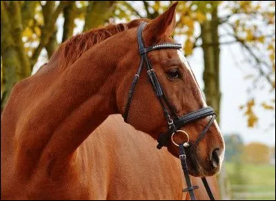 Comment nomme-t-on la couleur de cette robe ?