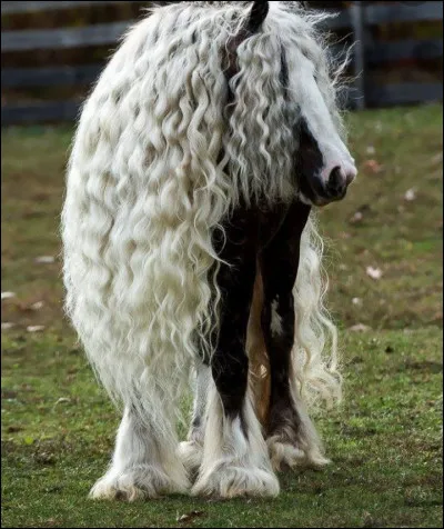 Comment s'appelle l'ensemble des ''cheveux'' du cheval ?