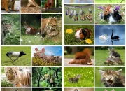 Quiz Vive les animaux !