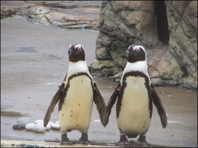 Que fait la femelle pingouin pour séduire ?