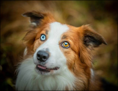 Les chiens peuvent avoir les yeux vairons (yeux de couleurs différentes), est-ce que les humains peuvent avoir la même chose ?