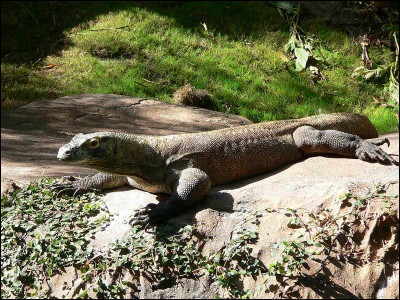 Les dragons de Komodo femelles n'ont pas besoin de mâle pour se reproduire.