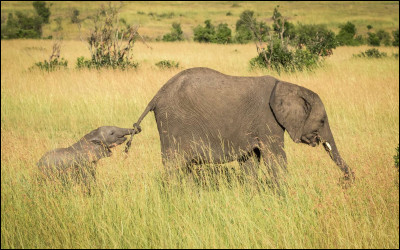 Combien de temps dure la grossesse des éléphants ?