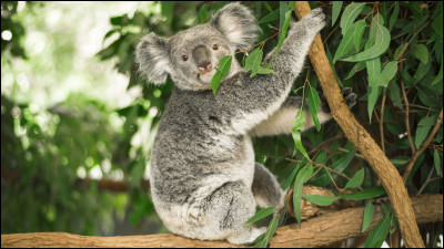 De quelle famille font partie les koalas ?