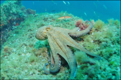 Combien de curs a un poulpe ?