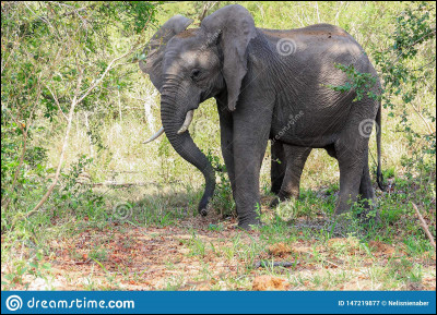 Les éléphants ne peuvent pas sauter.
