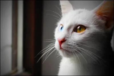 Aimes-tu les "yeux vairons" ?