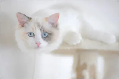 Et enfin : ce beau chat aux yeux bleus est un :
