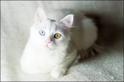 Ce beau chat blanc comme neige ! Quelle est sa race ?