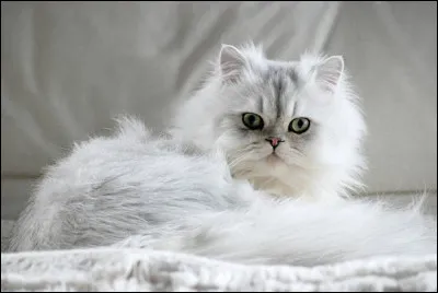 Ce chat au visage mignon ! Quelle est sa race ?